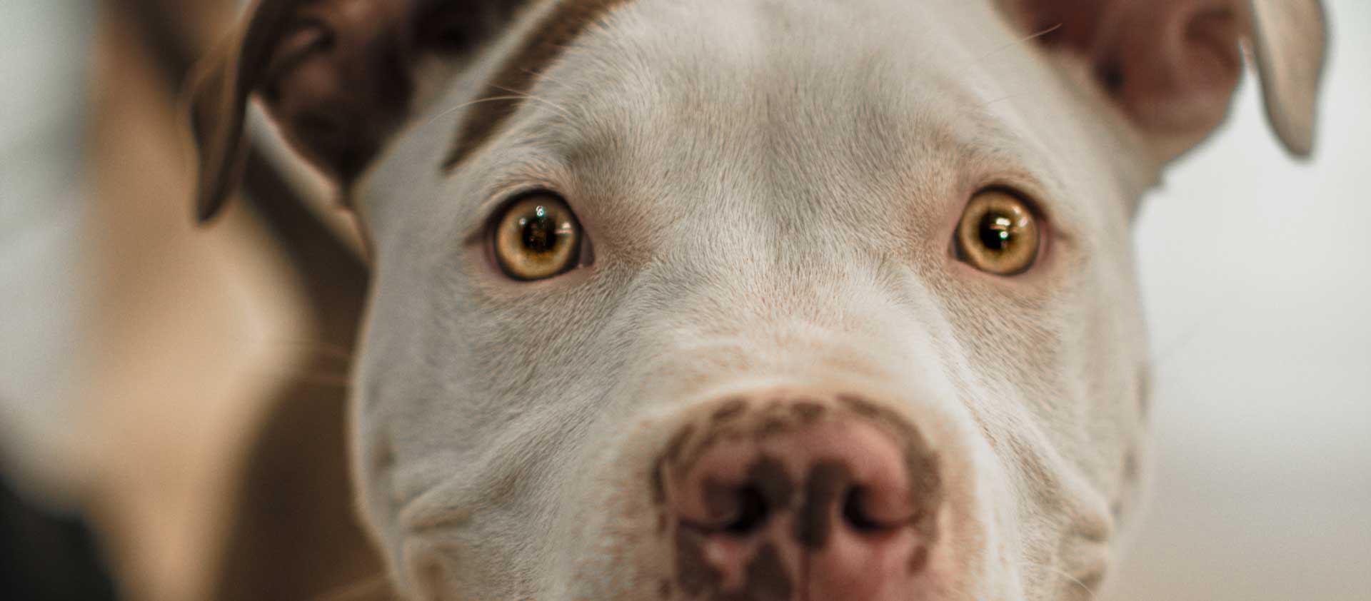 home-2-rev-slide-03 d